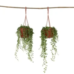Discount Fiskekroge - Sæt med 2 - Senecio rowleyanus - Højde 10-20cm - ⌀12cm Krukkeplanter Indendørs