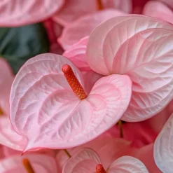 Flamingoblomst - Anthurium 'Colorado Pink' - Højde 40-55cm - ø14cm Krukkeplanter Indendørs