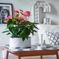 Sale Flamingoblomst - Anthurium 'Maine Pink' - Højde 55-70cm - ø17cm Krukkeplanter Indendørs
