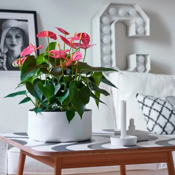 Sale Flamingoblomst - Anthurium 'Maine Pink' - Højde 55-70cm - ø17cm Krukkeplanter Indendørs