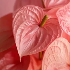 Sale Flamingoblomst - Anthurium 'Maine Pink' - Højde 55-70cm - ø17cm Krukkeplanter Indendørs