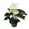 Hot Flamingoblomst - Anthurium 'Alpine White' - Højde 40-55cm - ø14cm Krukkeplanter Indendørs