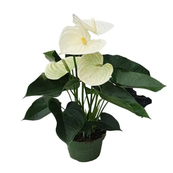 Hot Flamingoblomst - Anthurium 'Alpine White' - Højde 40-55cm - ø14cm Krukkeplanter Indendørs