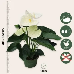 Hot Flamingoblomst - Anthurium 'Alpine White' - Højde 40-55cm - ø14cm Krukkeplanter Indendørs