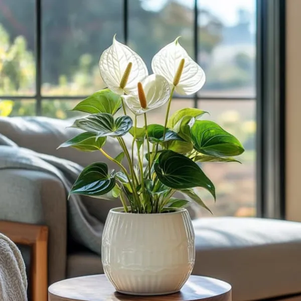 Hot Flamingoblomst - Anthurium 'Alpine White' - Højde 40-55cm - ø14cm Krukkeplanter Indendørs