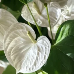 Hot Flamingoblomst - Anthurium 'Alpine White' - Højde 40-55cm - ø14cm Krukkeplanter Indendørs