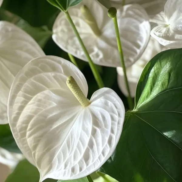 Hot Flamingoblomst - Anthurium 'Alpine White' - Højde 40-55cm - ø14cm Krukkeplanter Indendørs