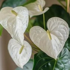 Hot Flamingoblomst - Anthurium 'Alpine White' - Højde 40-55cm - ø14cm Krukkeplanter Indendørs