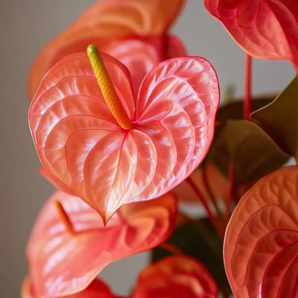 Krukkeplanter Indendørs^Flamingoblomst - Anthurium 'Madural Orange' - Højde 55-70cm - ø17cm