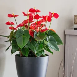 Discount Flamingoblomst - Anthurium 'Madural Red' - Højde 40-45cm - ø14cm Krukkeplanter Indendørs
