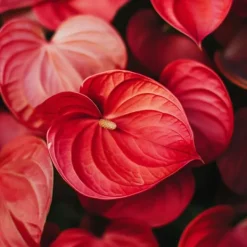 Discount Flamingoblomst - Anthurium 'Madural Red' - Højde 40-45cm - ø14cm Krukkeplanter Indendørs