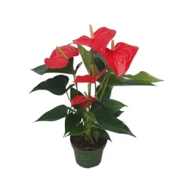 Krukkeplanter Indendørs^Flamingoblomst - Anthurium 'Royal Champion' - Højde 35-45cm - ø12cm