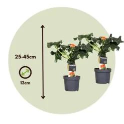 Krukkeplanter Indendørs^Flaskebusk - Sæt med 2 - Jatropha podagrica - Højde 25-45cm - ⌀13cm