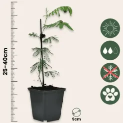 Krukkeplanter Indendørs^Følsom plante - Sæt med 6 - Mimosa dealbata - Højde 25-40cm - ⌀9cm