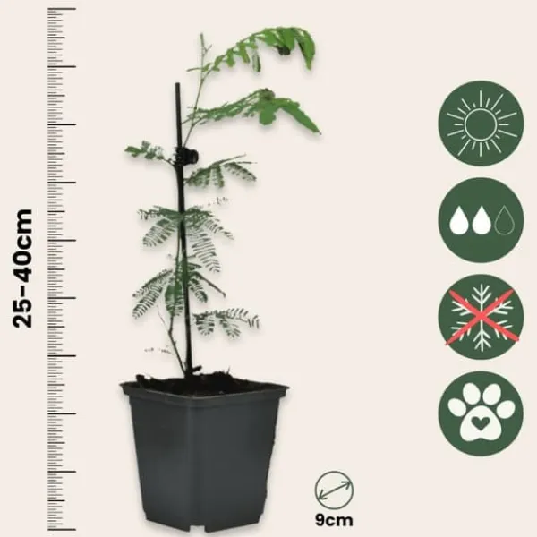 Krukkeplanter Indendørs^Følsom plante - Sæt med 6 - Mimosa dealbata - Højde 25-40cm - ⌀9cm