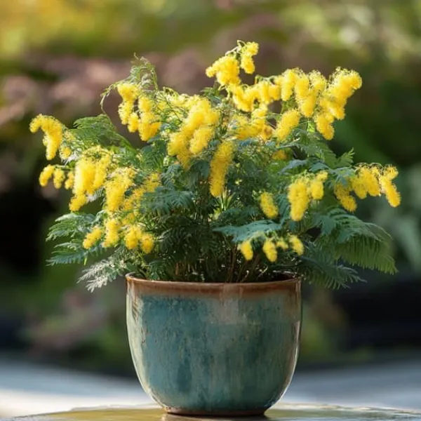 Krukkeplanter Indendørs^Følsom plante - Sæt med 6 - Mimosa dealbata - Højde 25-40cm - ⌀9cm