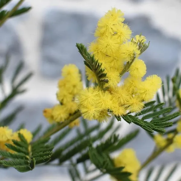 New Følsom plante - Sæt med 3 - Mimosa dealbata - Højde 25-40cm - ⌀9cm Træ