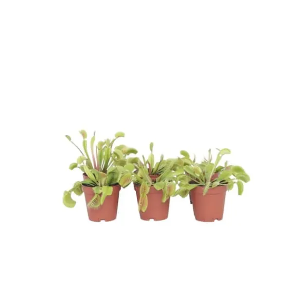 Krukkeplanter Indendørs^Fluefanger - Sæt med 6 - Dionaea muscipula - Højde 5-15cm - ⌀6cm