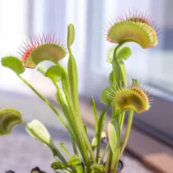 Krukkeplanter Indendørs^Fluefanger - Sæt med 3 - Dionaea muscipula - Højde 5-15cm - ⌀6cm