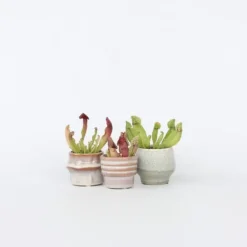 Sale Fluetrompet - Sæt med 3 - Sarracenia purpurea - Højde 10cm - ⌀6cm Krukkeplanter Indendørs