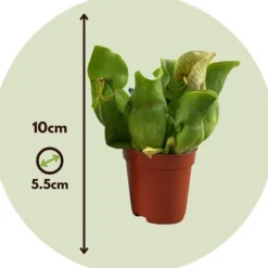 New Fluetrompet - Sæt med 6 - Sarracenia purpurea - Højde 10cm - ⌀6cm Krukkeplanter Indendørs