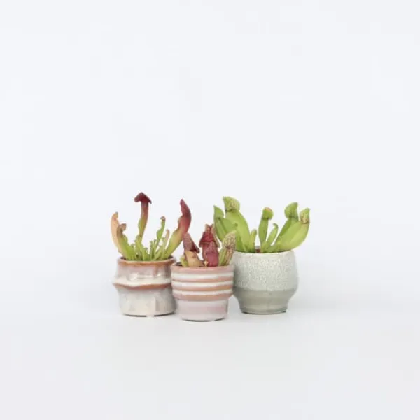 New Fluetrompet - Sæt med 6 - Sarracenia purpurea - Højde 10cm - ⌀6cm Krukkeplanter Indendørs