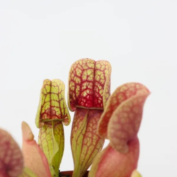 New Fluetrompet - Sæt med 6 - Sarracenia purpurea - Højde 10cm - ⌀6cm Krukkeplanter Indendørs