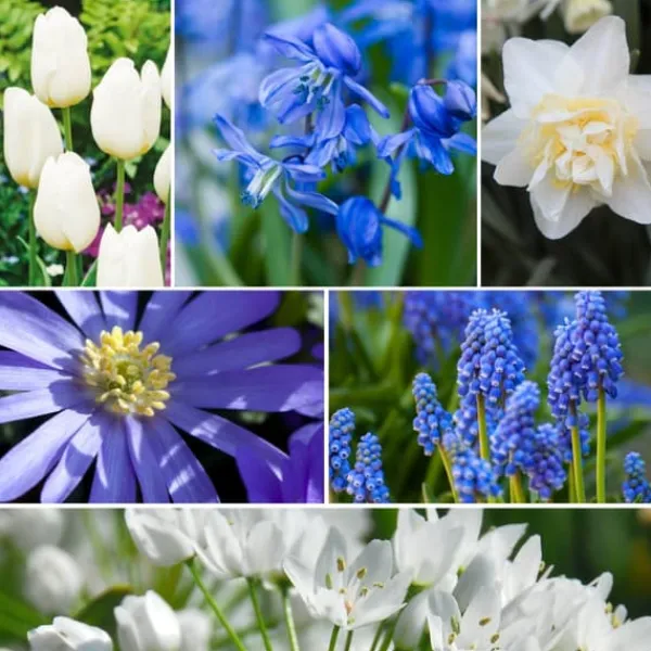 Frø^Forårsblomst pærer blå - Sæt med 125 - Blomsterløg - Blå