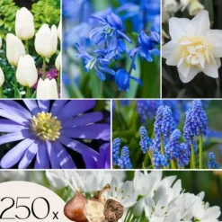 Best Forårsblomst pærer blå - Sæt med 250 - Blomsterløg - Blå Frø