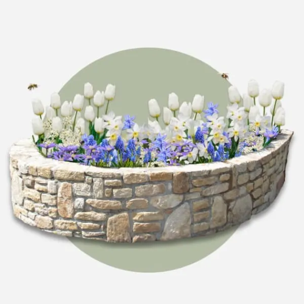 Best Forårsblomst pærer blå - Sæt med 250 - Blomsterløg - Blå Frø
