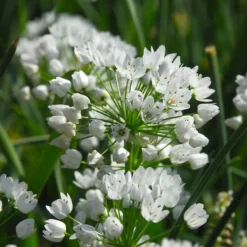 Best Forårsblomst pærer blå - Sæt med 250 - Blomsterløg - Blå Frø