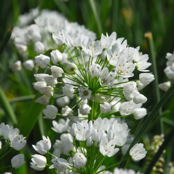 Best Forårsblomst pærer blå - Sæt med 250 - Blomsterløg - Blå Frø
