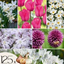 Online Forårsblomst pærer rosa - Sæt med 125 - Blomsterløg - Lilla Frø