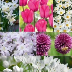 Online Forårsblomst pærer rosa - Sæt med 125 - Blomsterløg - Lilla Frø
