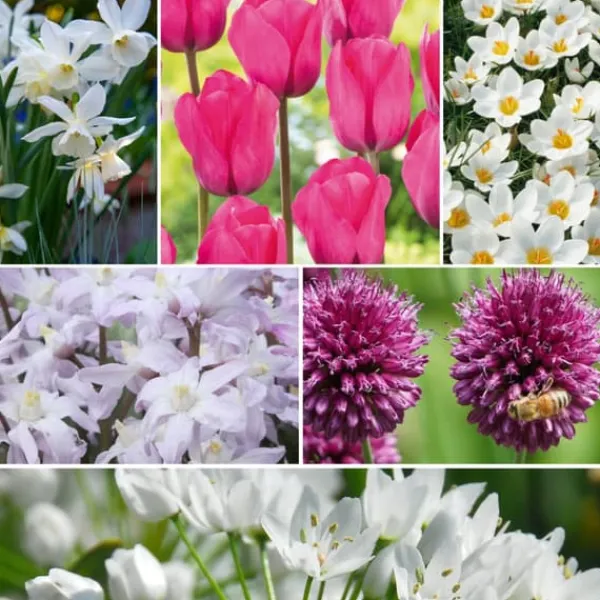 Online Forårsblomst pærer rosa - Sæt med 125 - Blomsterløg - Lilla Frø