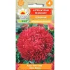 Frø^Frø af aster Paeony Stanislaw - Store, dobbelte, skarlagenrøde blomster