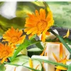 Frø^Frø spiselige blomster, morgenfrue, 3g