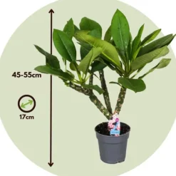 New Frangipani + planteføde - Plumeria rubra - Højde 45-55cm - ⌀17cm Krukkeplanter Indendørs