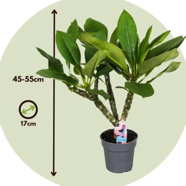 Outlet Frangipani - Plumeria rubra - Højde 45-55cm - ⌀17cm Krukkeplanter Indendørs