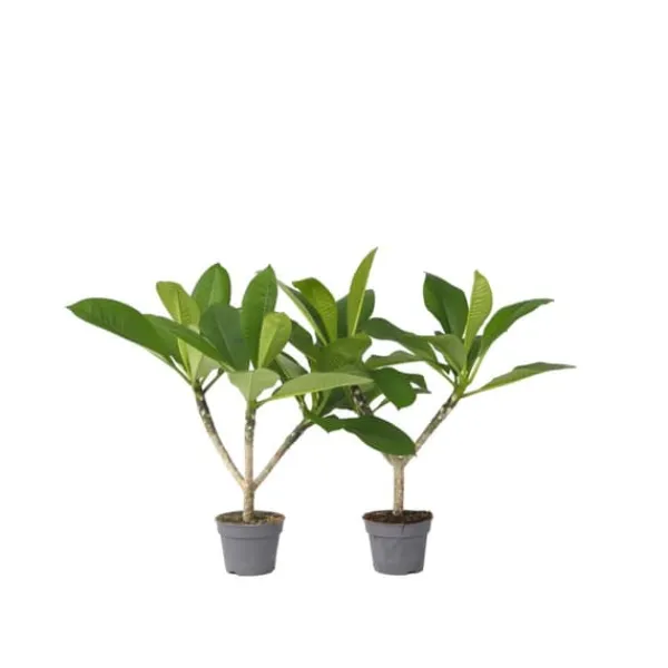 Discount Frangipani - Sæt med 2 - Plumeria rubra - Højde 45-55cm - ⌀17cm Krukkeplanter Indendørs