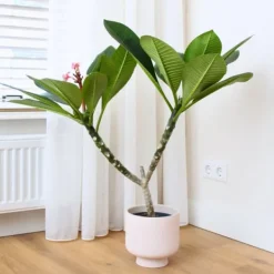 Krukkeplanter Indendørs^Frangipani Hvid - Plumeria rubra - Højde 55-70cm - ⌀17cm