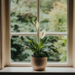 Krukkeplanter Indendørs^Fredslilje + Pokon - Sæt med 2 - Spathiphyllum 'Lima' - Højde 60-75cm - ⌀17cm