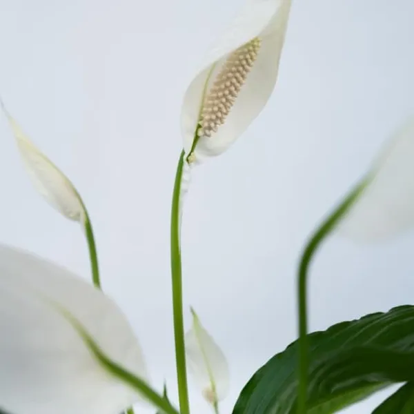 Krukkeplanter Indendørs^Fredslilje + Pokon - Sæt med 2 - Spathiphyllum 'Lima' - Højde 60-75cm - ⌀17cm
