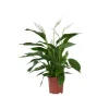 Krukkeplanter Indendørs^Fredslilje - Spathiphyllum 'Lima' - Højde 60-75cm - ⌀17cm