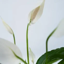 Krukkeplanter Indendørs^Fredslilje - Spathiphyllum 'Lima' - Højde 60-75cm - ⌀17cm