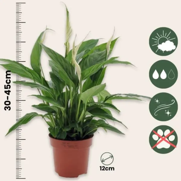 Online Fredslilje - Spathiphyllum 'Torelli' - Højde 30-45cm - ⌀12cm Krukkeplanter Indendørs