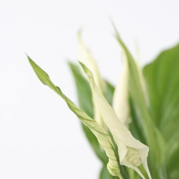 Online Fredslilje - Spathiphyllum 'Torelli' - Højde 30-45cm - ⌀12cm Krukkeplanter Indendørs
