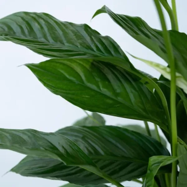Online Fredslilje - Spathiphyllum 'Torelli' - Højde 30-45cm - ⌀12cm Krukkeplanter Indendørs