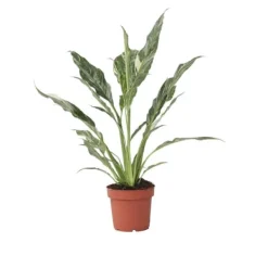 Krukkeplanter Indendørs^Fredslilje - Spathiphyllum 'Diamond' - Højde 40-50cm - ⌀12cm