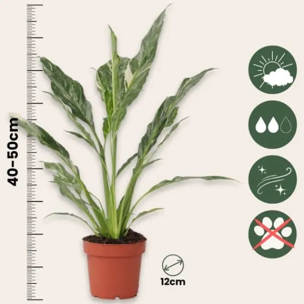 Krukkeplanter Indendørs^Fredslilje - Spathiphyllum 'Diamond' - Højde 40-50cm - ⌀12cm